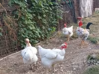 Chickens — fotografija 3