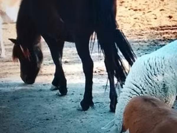 Kobyła, Welsh Mountain Pony