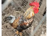 Chickens — zdjęcie 1