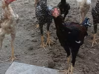 Chickens — fotografija 7