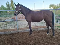 Égua, Kazakh horse — foto 2