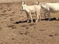 Cheval, Chevaux — photo 2