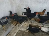 Australorp — fotografija 2