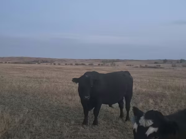 雄牛, Latvian Blue cattle