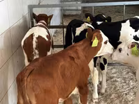 Goveda (partija, pol nije naveden), Simmental cattle — fotografija 3