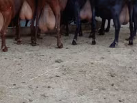 Koza, Murcia-Granada goats — fotografija 1