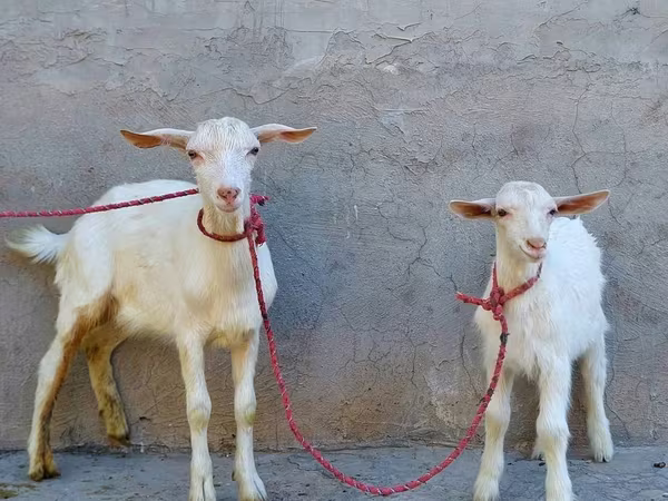 Koza, Saanen goat