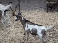 Boucs, Nubian Goat — photo 2