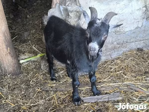 Ziegenbock, Ziegen