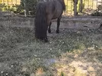 公马, Australian Pony — 照片 6