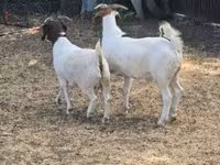 Ешкілер (топ, жынысы көрсетілмеген), Boer goat — 3-сурет