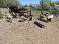 Қойлар (топ, жынысы көрсетілмеген), Cameroon sheep — 5-сурет