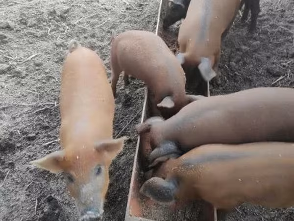 母猪, Мангалица
