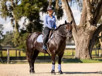 Kobila, Percheron — fotografija 7