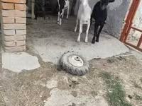 Cabras (lote, sexo não especificado), Cabras — foto 1