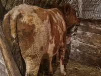 雄牛, Simmental cattle — 写真 3