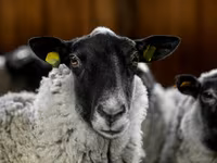 Ram, Romanov sheep — photo 4