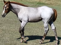 Kobila, Quarter Horse — fotografija 2