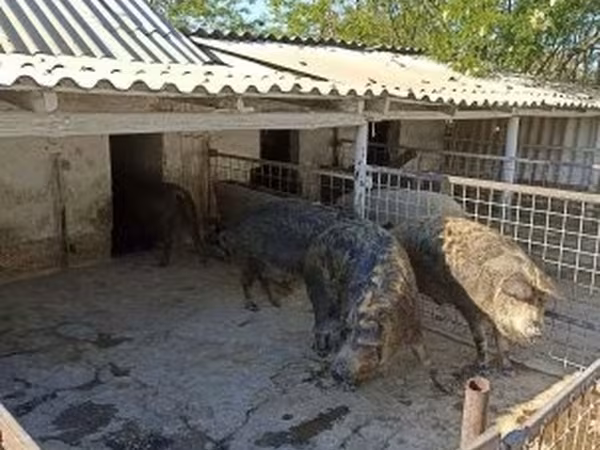 Suínos (lote, sexo não especificado),  — Hungria
