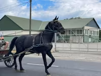 Айғыр, Nonius horse — 8-сурет