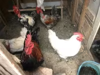 Chickens — Foto 2