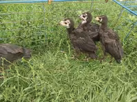 Turkeys — Foto 3