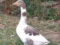 Geese — fotografija 1