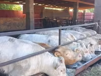 Touro, Vaca Limousine — foto 5