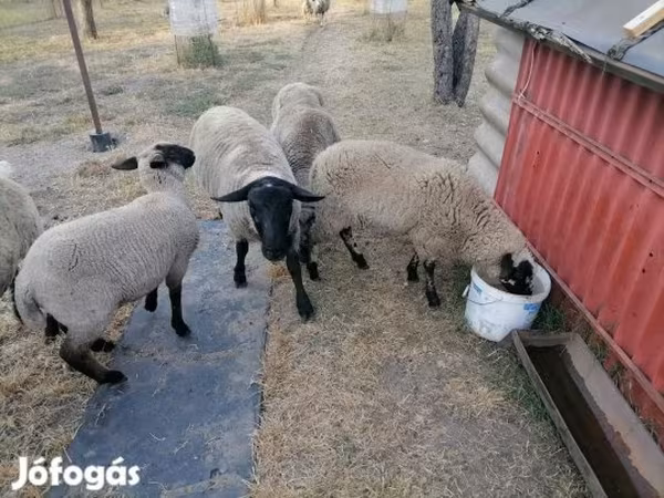 نعجة, White Suffolk sheep