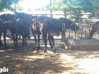 Caballo, Caballos — foto 1