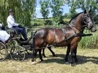 Caballo, Hungarian horse breed — foto 4