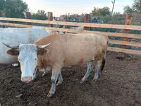 Krowa, Swiss cattle — zdjęcie 8