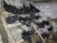 Australorp — fotografija 7