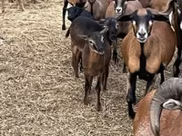母羊, Cameroon sheep — 照片 4