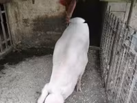 母猪 — 照片 2