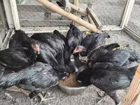 Chickens — fotografija 5