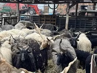 Owce (partia, płeć nieokreślona), Racka sheep — zdjęcie 1