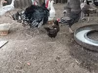 Turkeys — الصورة 3