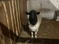 Brebis, Dorper sheep — photo 2