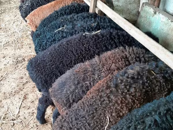 Baran, Arabi sheep