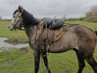 Pastuv, Azerbaijan horse — fotografija 4