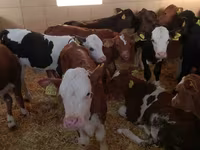 牛只（批次，未指定性别）, Simmental cattle — 照片 6
