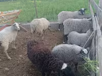 Widder, Romanov sheep — Foto 3