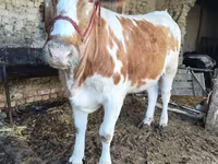 Бұқа, Simmental cattle — 1-сурет