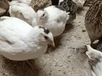 Quails — 照片 6