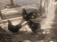 Australorp — fotografija 2