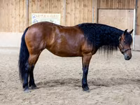 Kobila, Friesian — fotografija 3