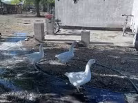 Geese — الصورة 3