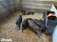 Cerdos (lote, sexo no especificado), Мангалица — foto 4