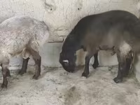公羊, Sheep — 照片 3